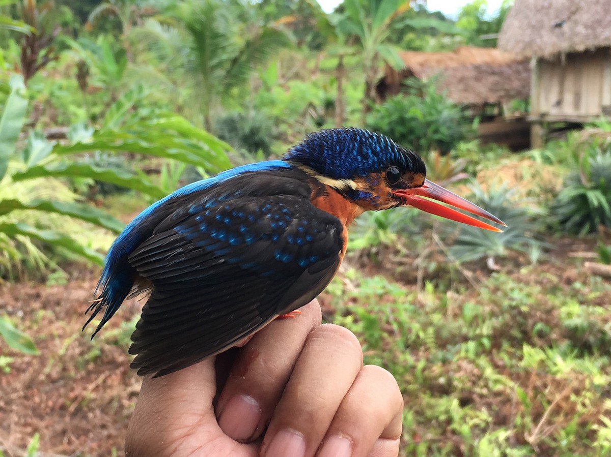Blue-eared Kingfisher - ML246664551
