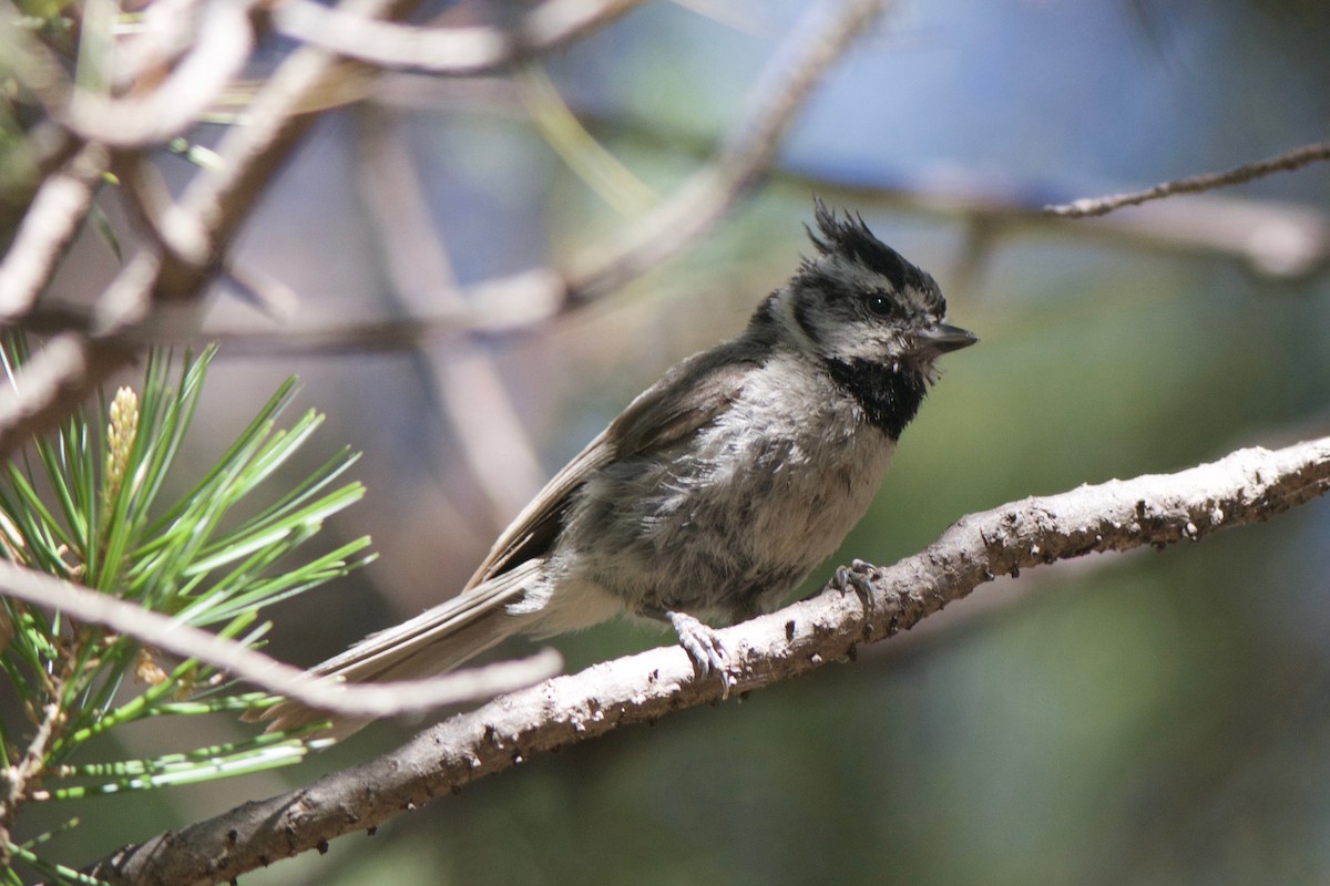 Bridled Titmouse - Cory Gregory