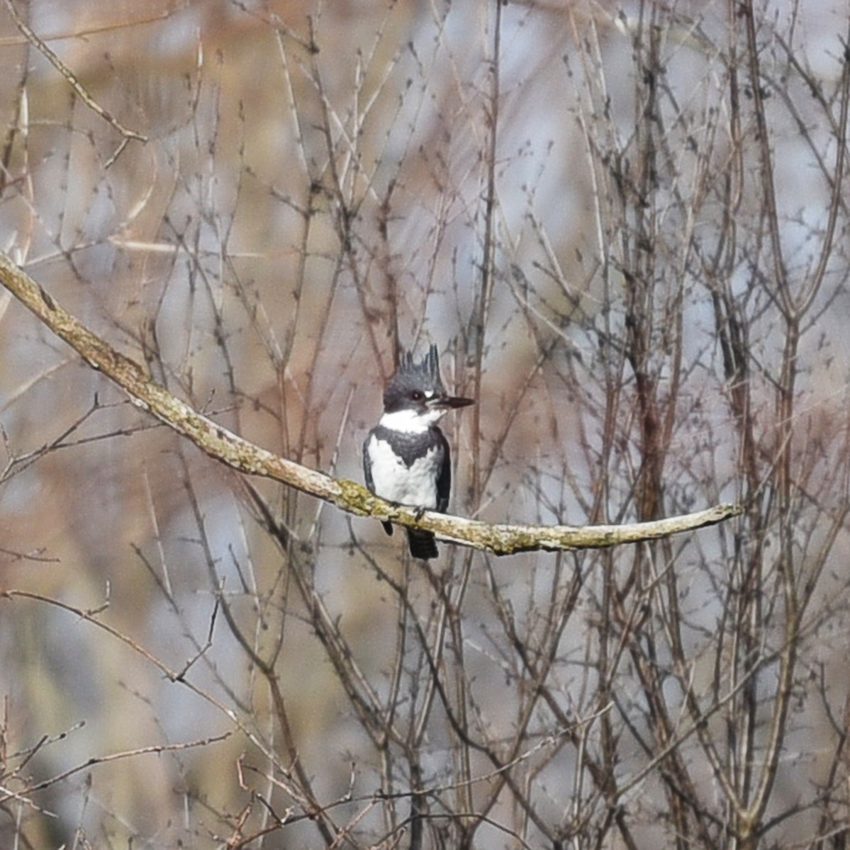 Belted Kingfisher - ML24666831