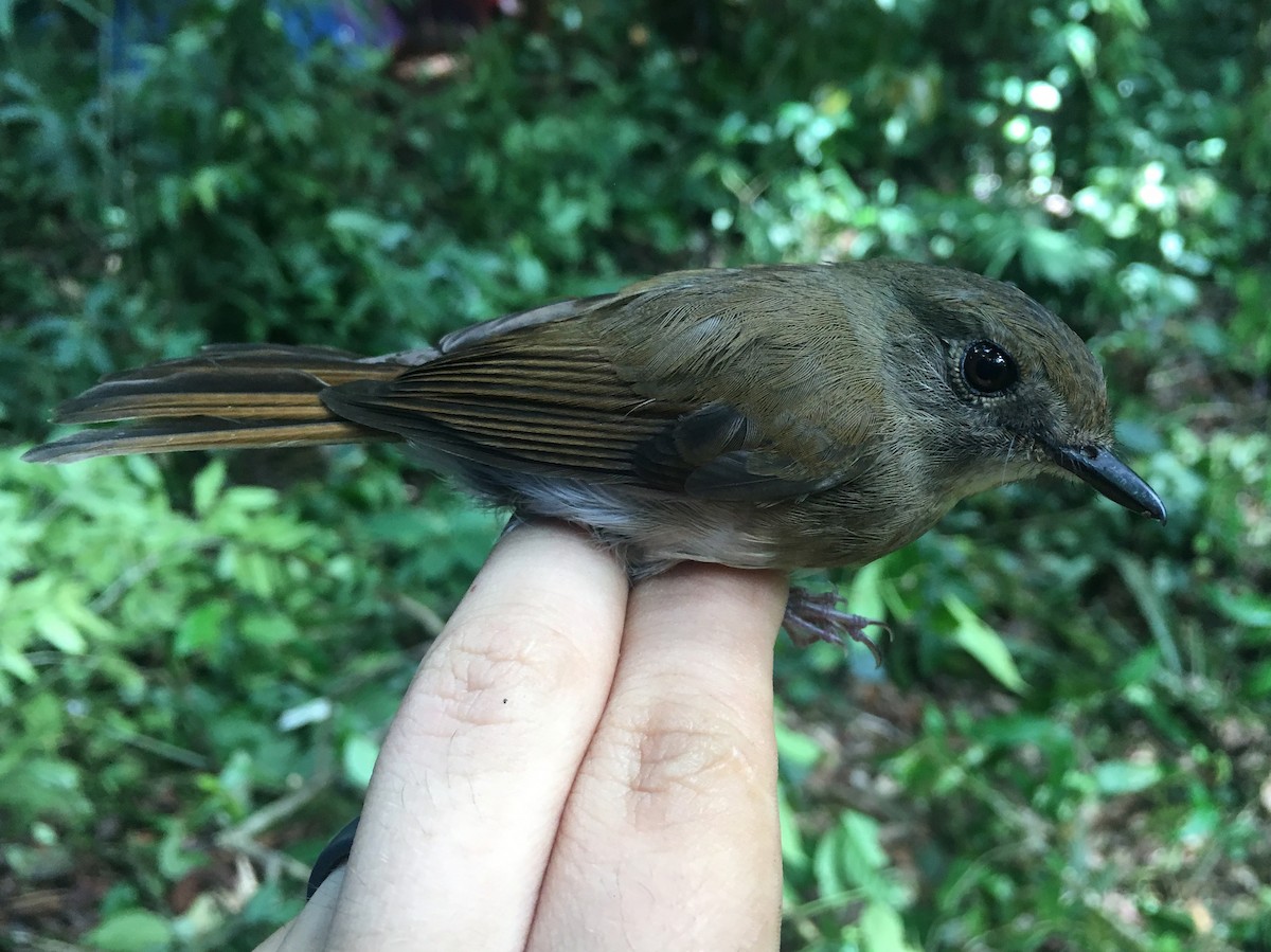 Fulvous-chested Jungle Flycatcher - ML246670551