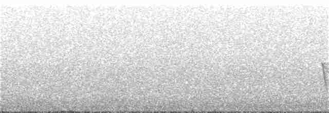 Paruline à gorge grise - ML246672211