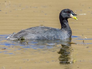  - Horned Coot