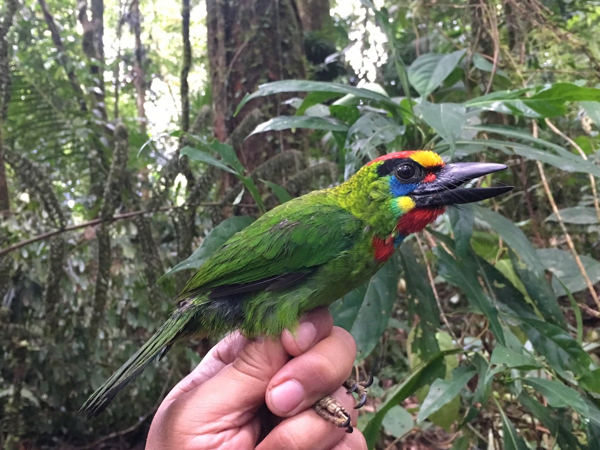 Red-throated Barbet - ML246677511