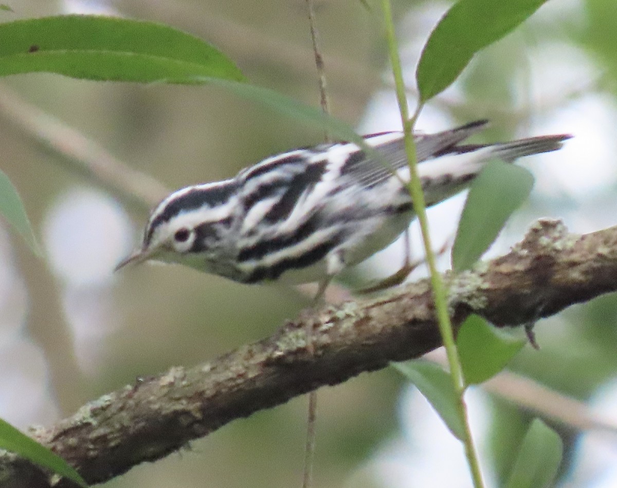 Black-and-white Warbler - Suzanne Roberts