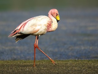  - James's Flamingo
