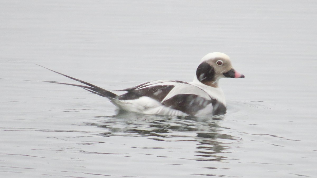 Long-tailed Duck - ML24668501