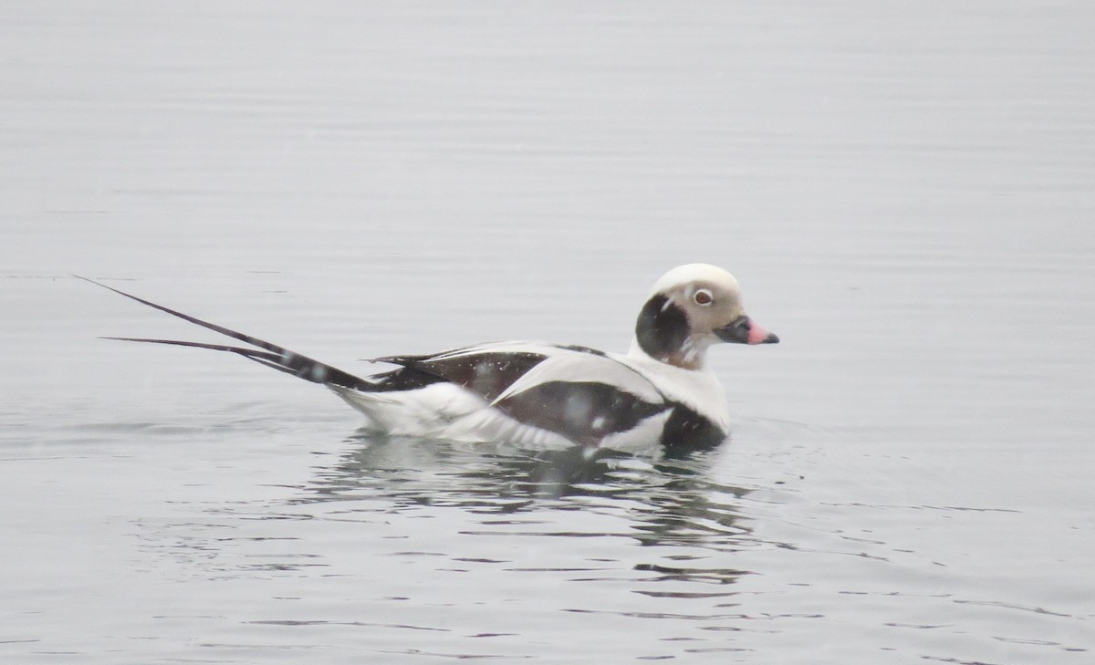Long-tailed Duck - ML24668521