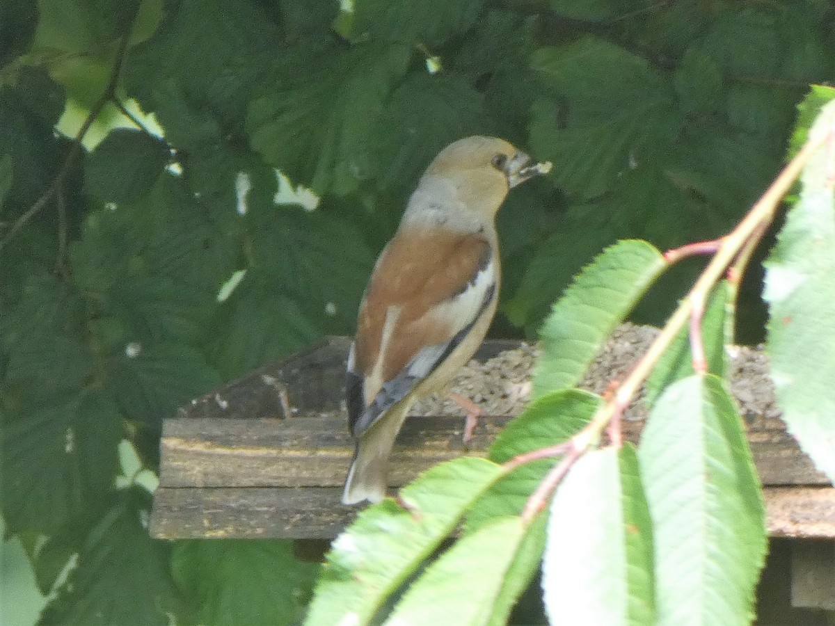 Hawfinch - Anonymous