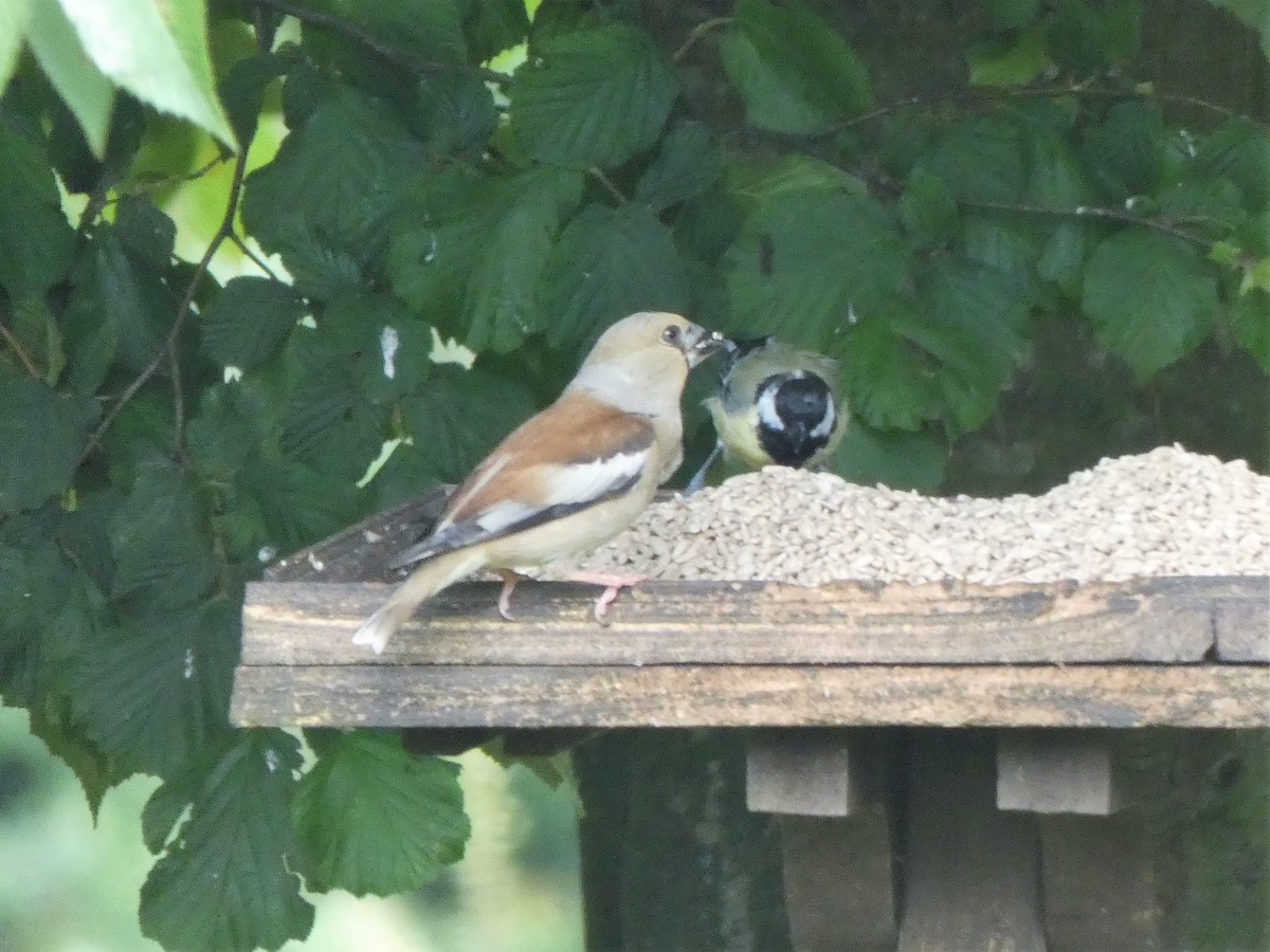 Hawfinch - Anonymous