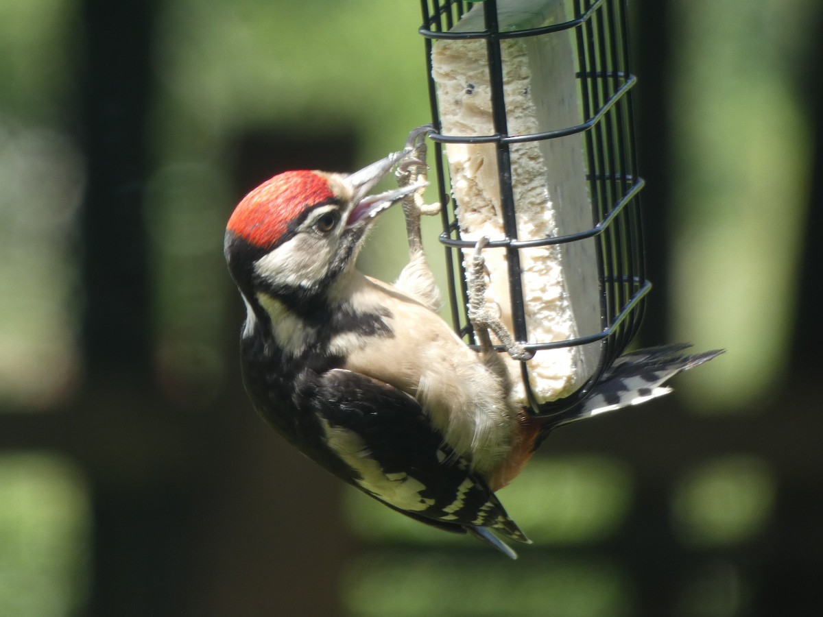 Great Spotted Woodpecker - ML246687641