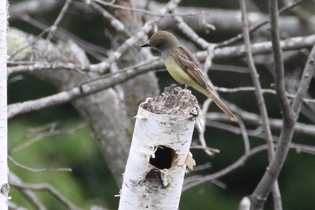 Great Crested Flycatcher - ML246693181