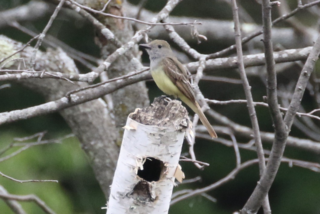 Great Crested Flycatcher - ML246693191