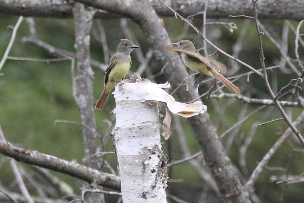 Great Crested Flycatcher - ML246693201