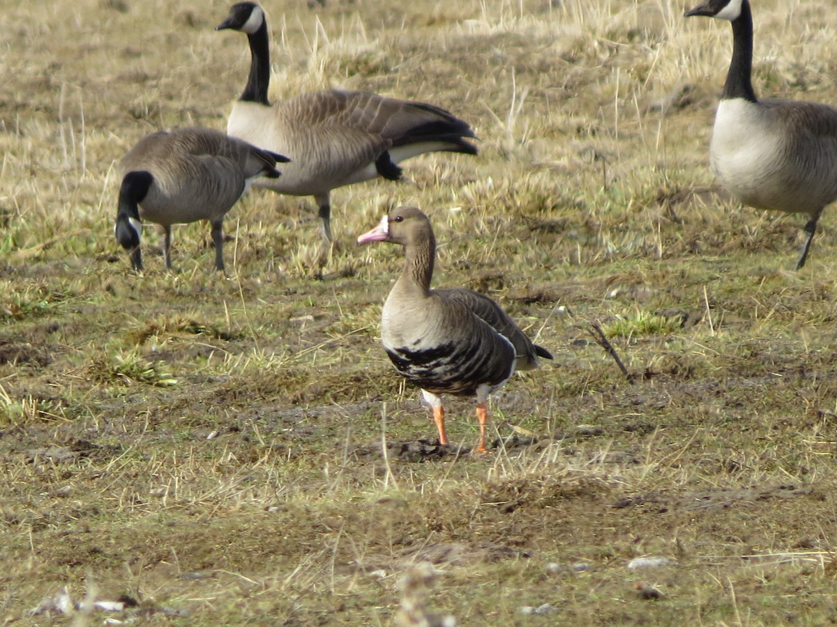 Greater White-fronted Goose - ML24669401