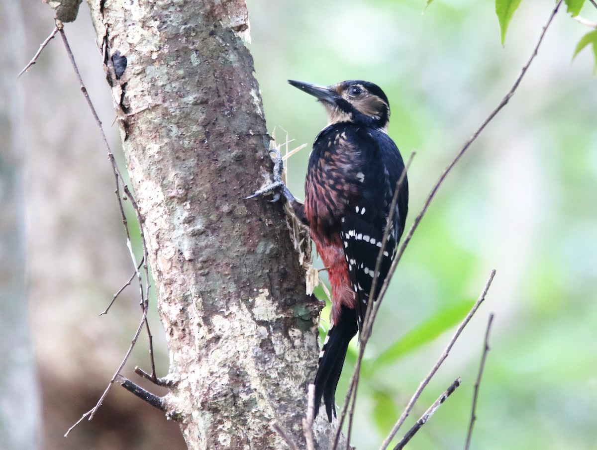 White-backed Woodpecker (Amami) - ML246697761