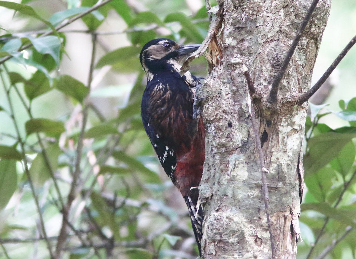 White-backed Woodpecker (Amami) - William Price
