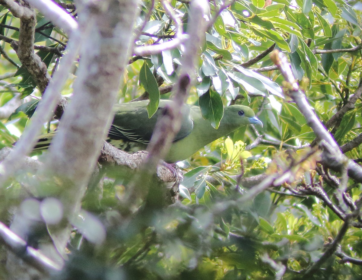 Тайваньский зелёный голубь (permagnus/medioximus) - ML246698221