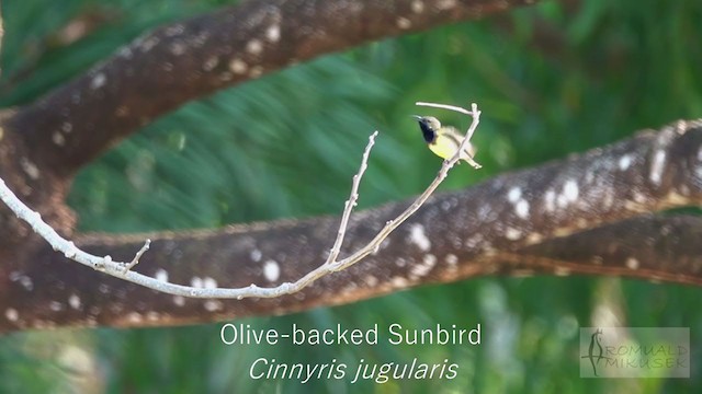 Ornate Sunbird - ML246698681