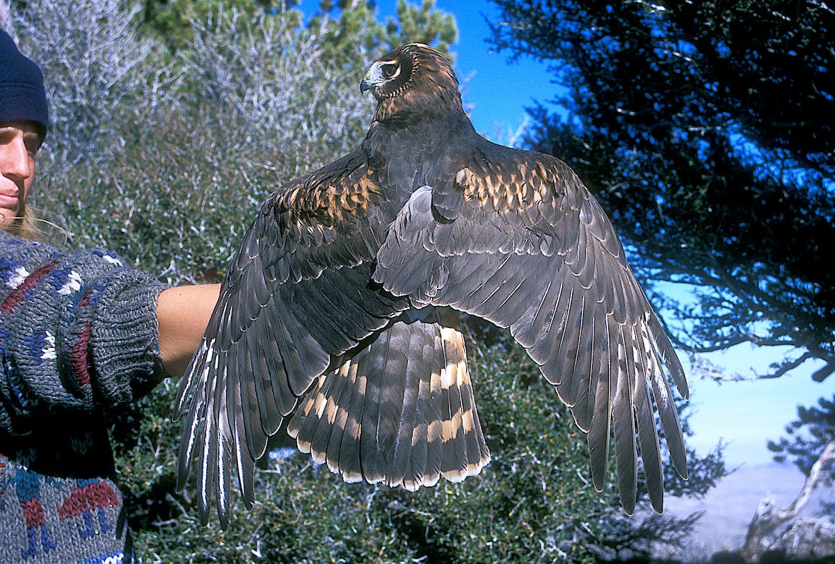 Northern Harrier - Jerry Liguori