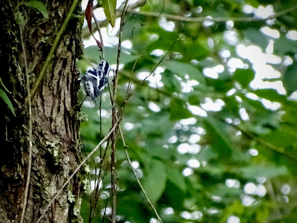 Black-and-white Warbler - ML246699811