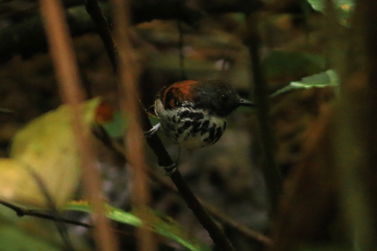Spotted Antbird - David Garrigues