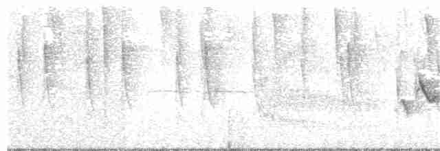 Weißstirnvireo (notius/montanus) - ML246705181