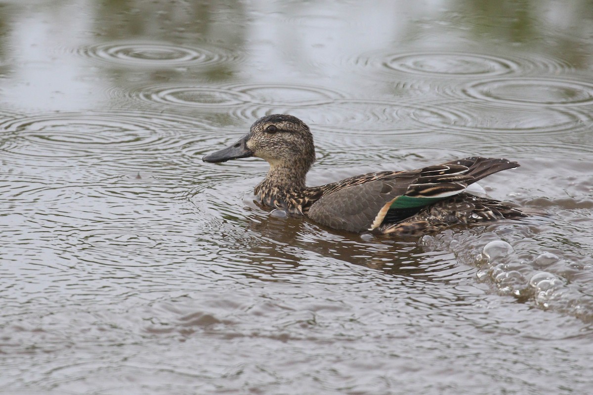 Green-winged Teal - Alex Lamoreaux