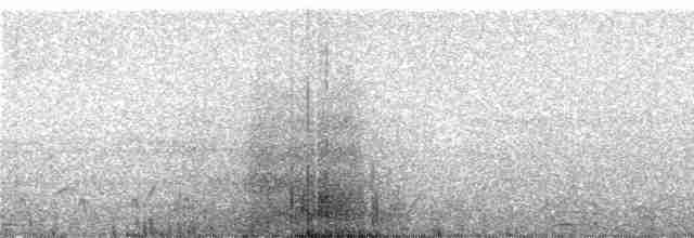 Grallaire de Ridgely - ML246715