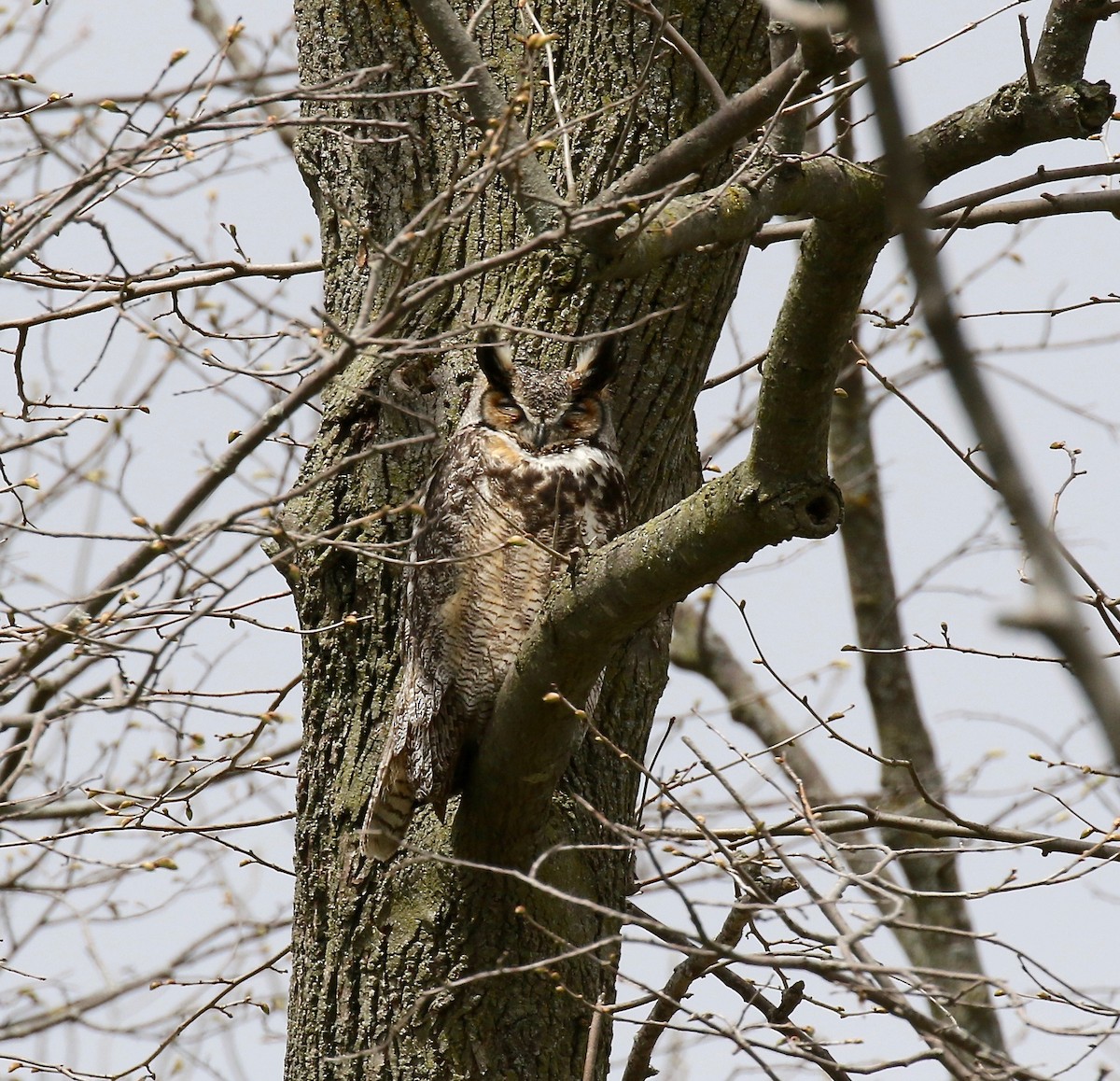 Great Horned Owl - ML246717861