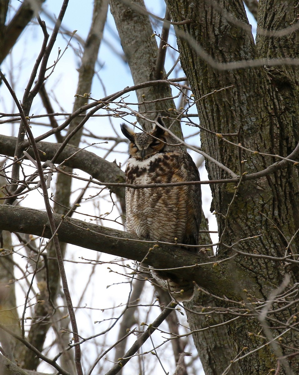 Great Horned Owl - ML246717871