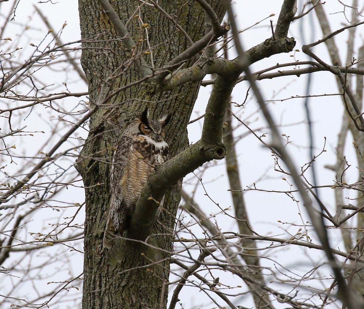 Great Horned Owl - ML246717931