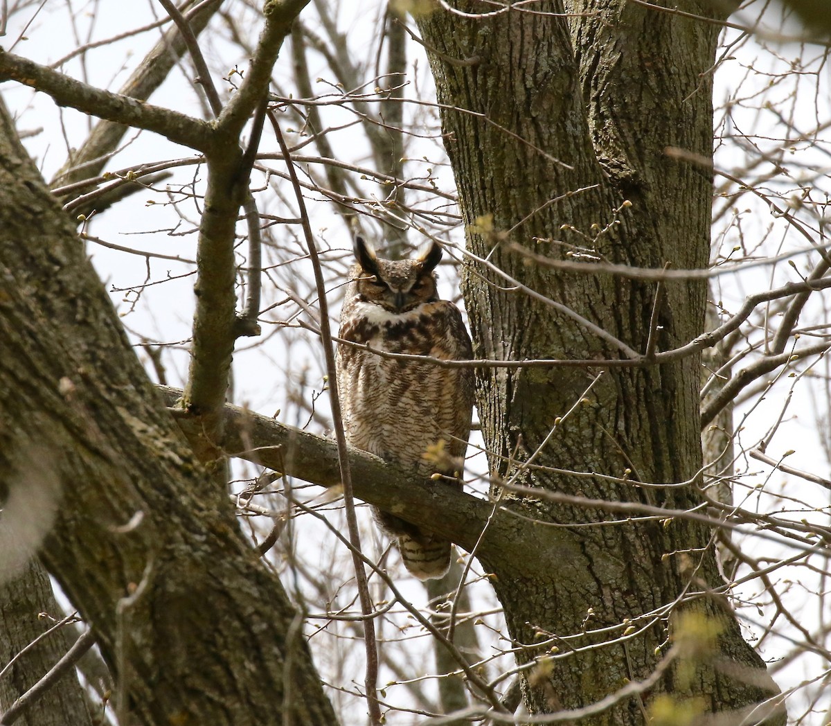 Great Horned Owl - ML246717961