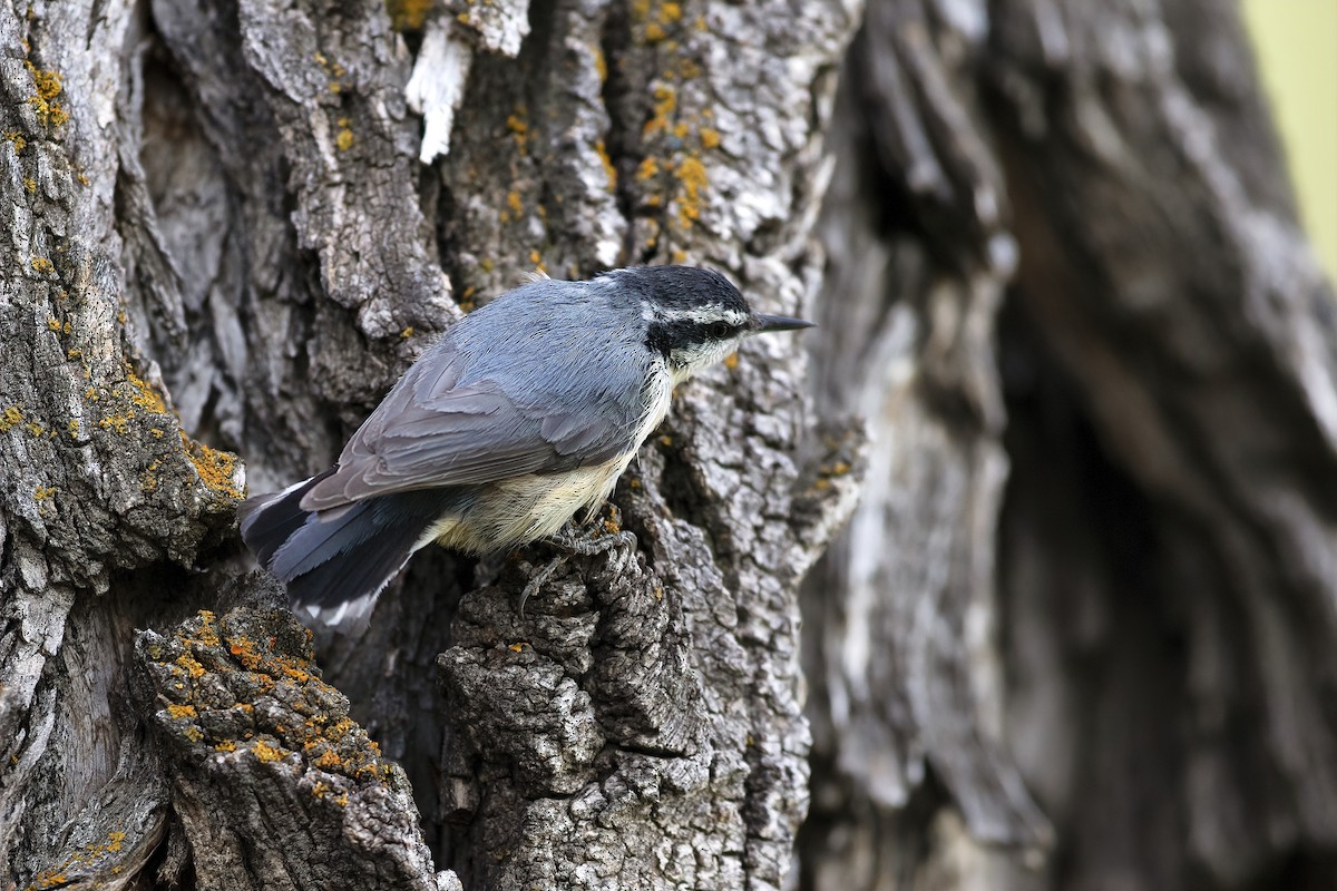 Red-breasted Nuthatch - Peter Arnold