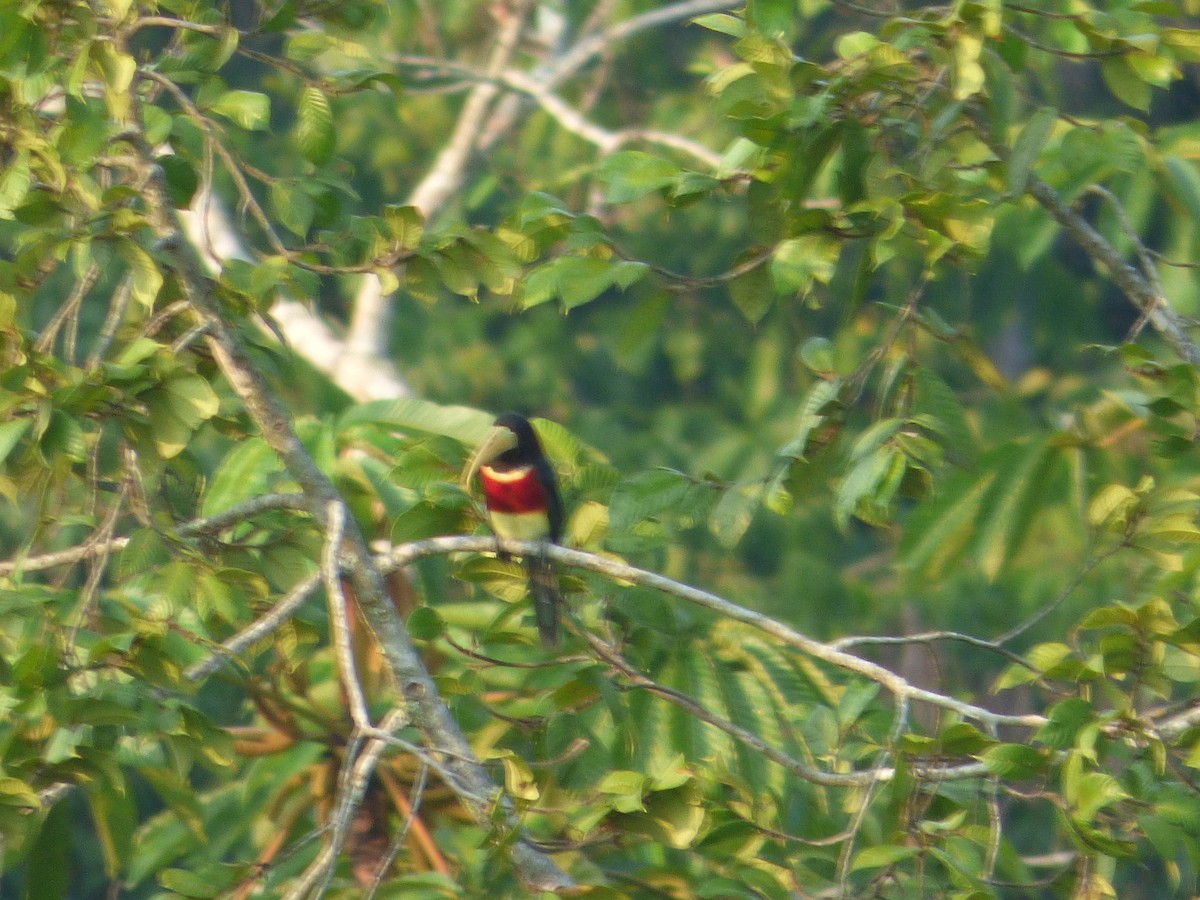 Red-necked Aracari - ML246735751