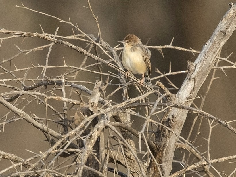 Red-pate Cisticola - Niall D Perrins