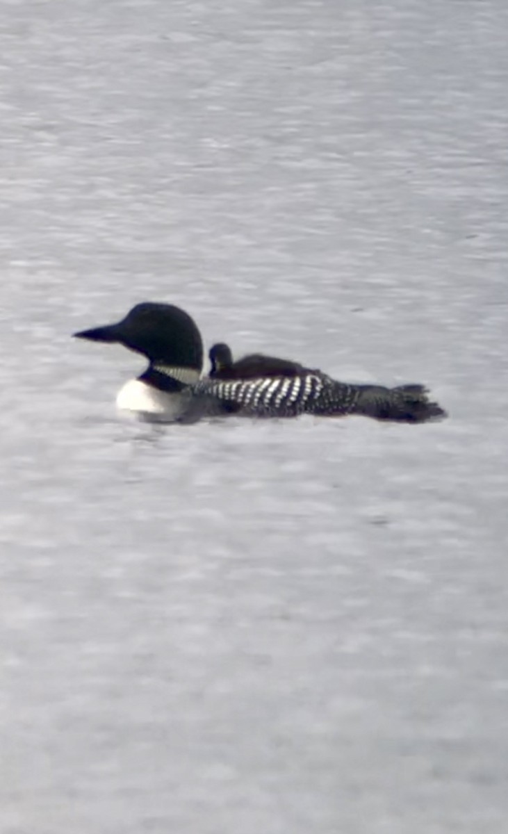 Common Loon - Xiuling Wei