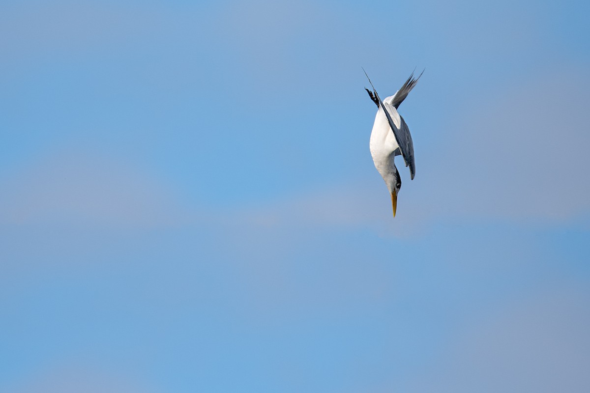 Great Crested Tern - Hayley Alexander