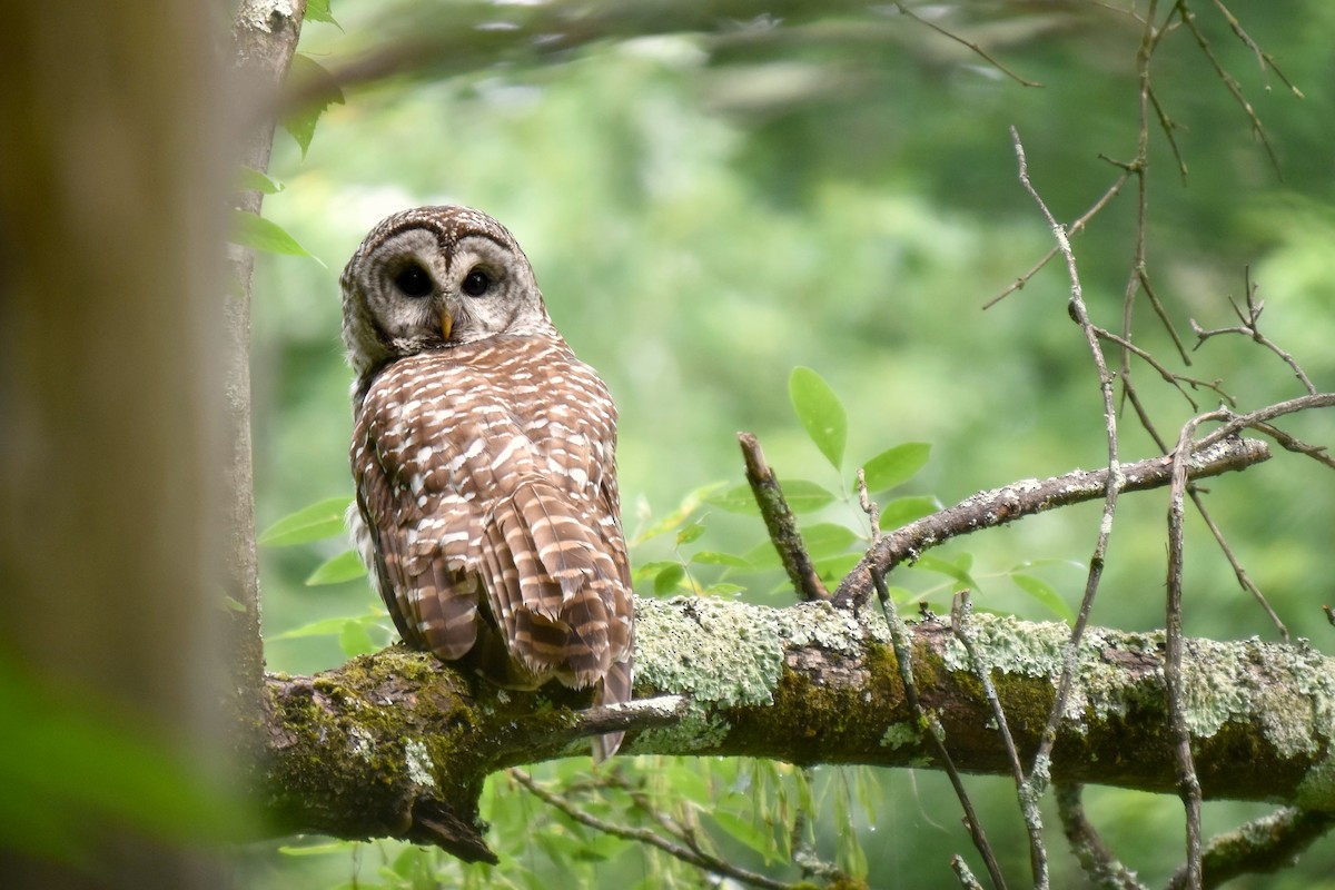 Barred Owl - Nicolas Forestell