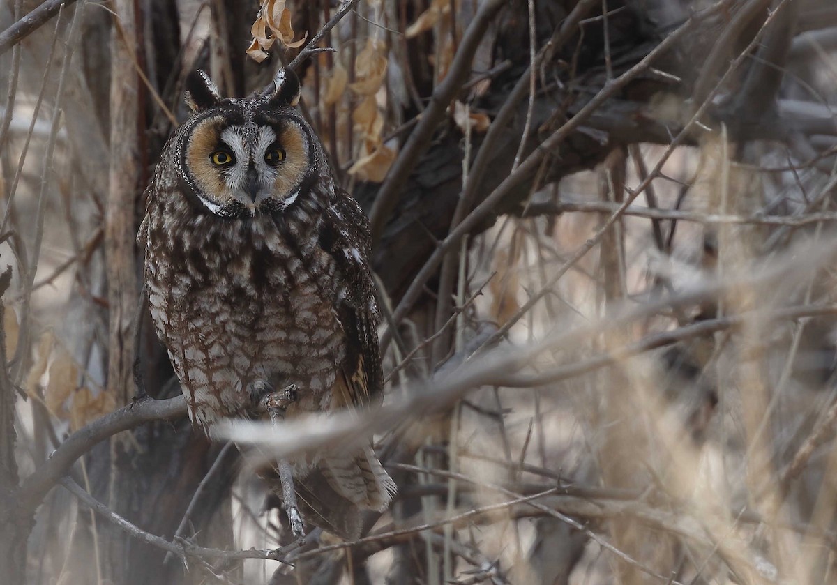 Long-eared Owl - ML246762381