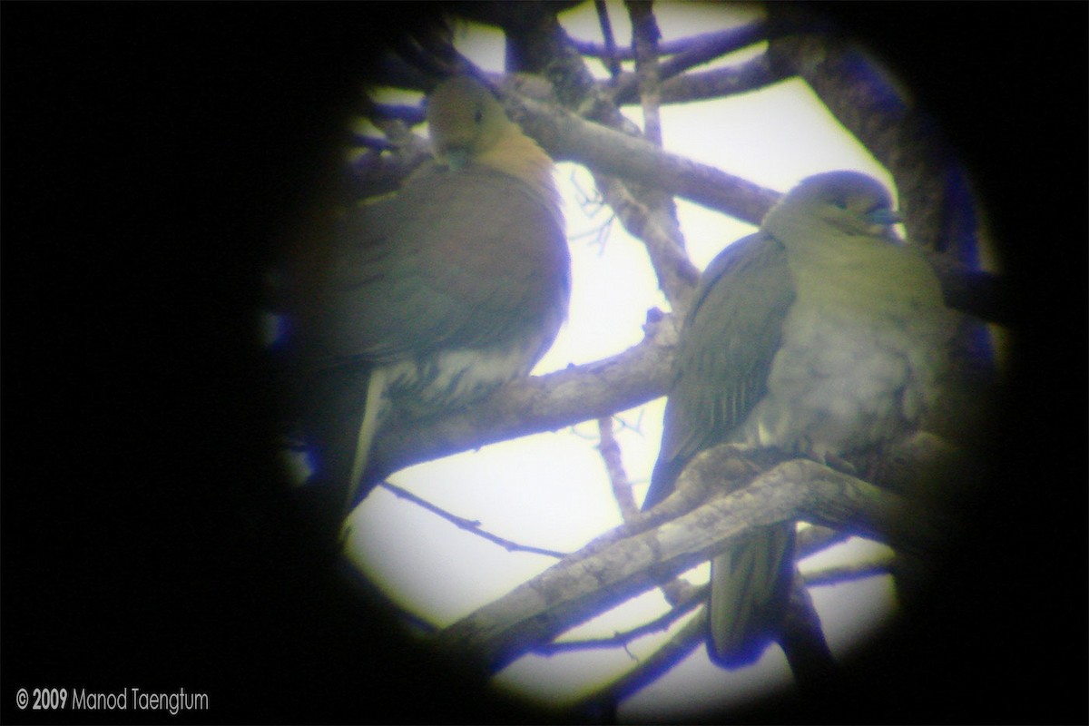 White-bellied Green-Pigeon - ML246765901