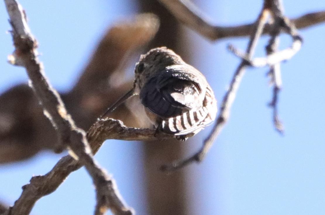 Black-chinned Hummingbird - Yikai Huang
