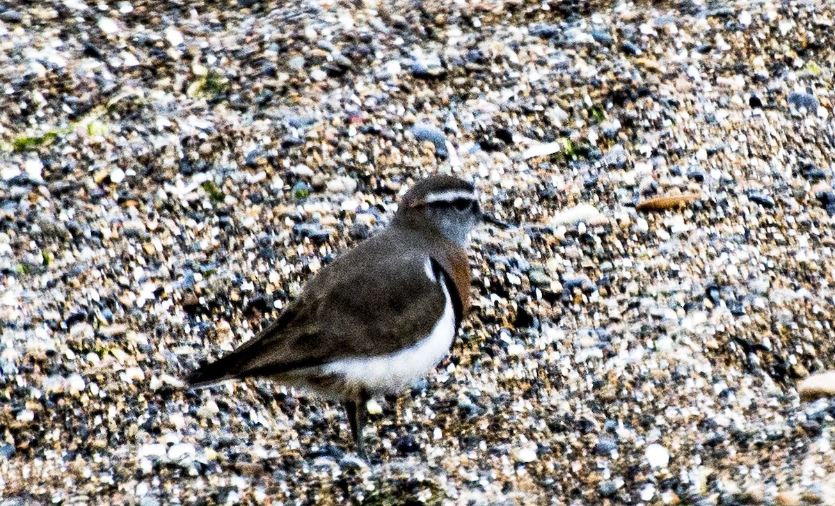 Rufous-chested Dotterel - ML246768291