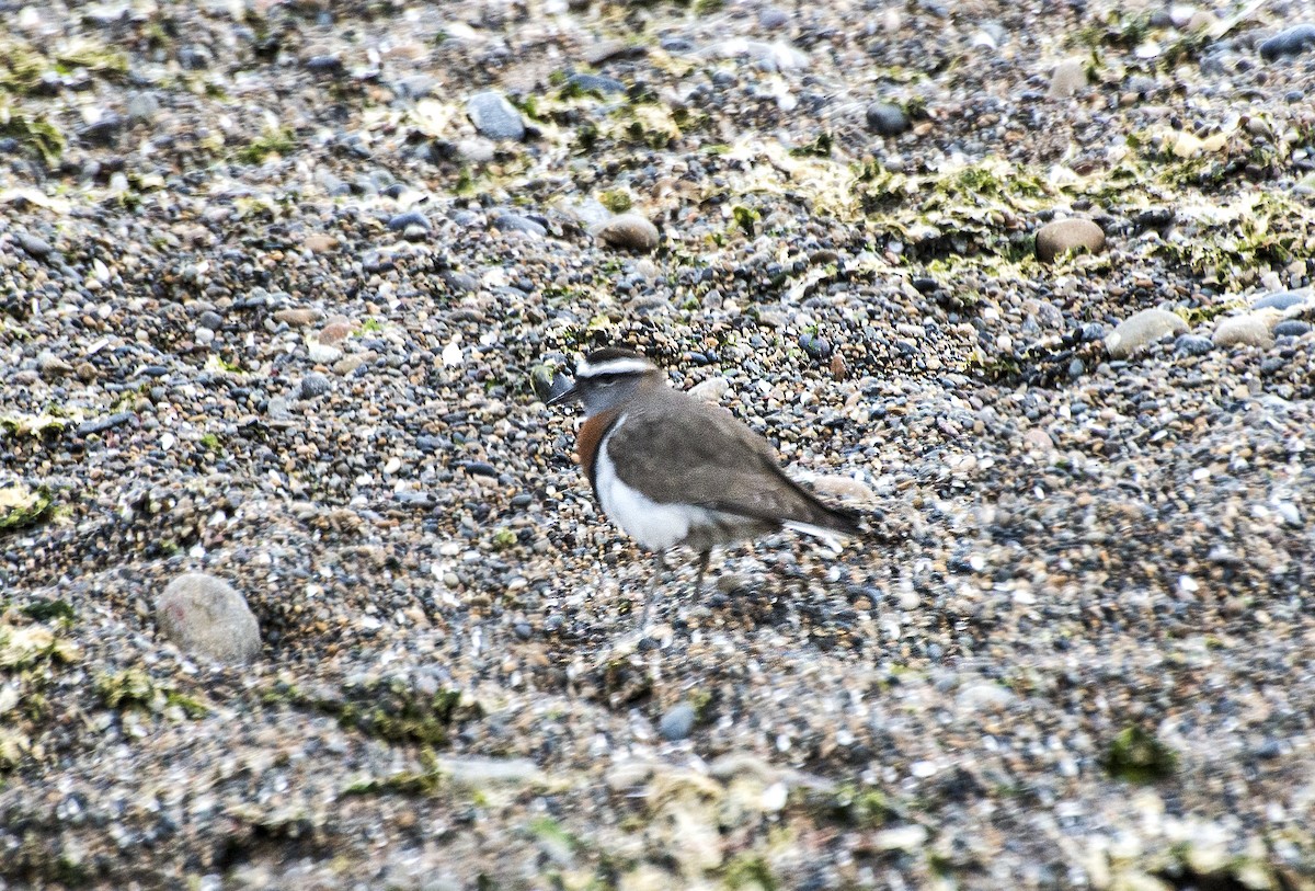 Rufous-chested Dotterel - ML246768331