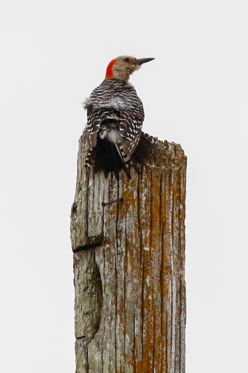 Red-bellied Woodpecker - ML246776831
