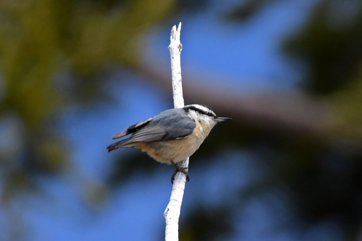 Red-breasted Nuthatch - ML246777191