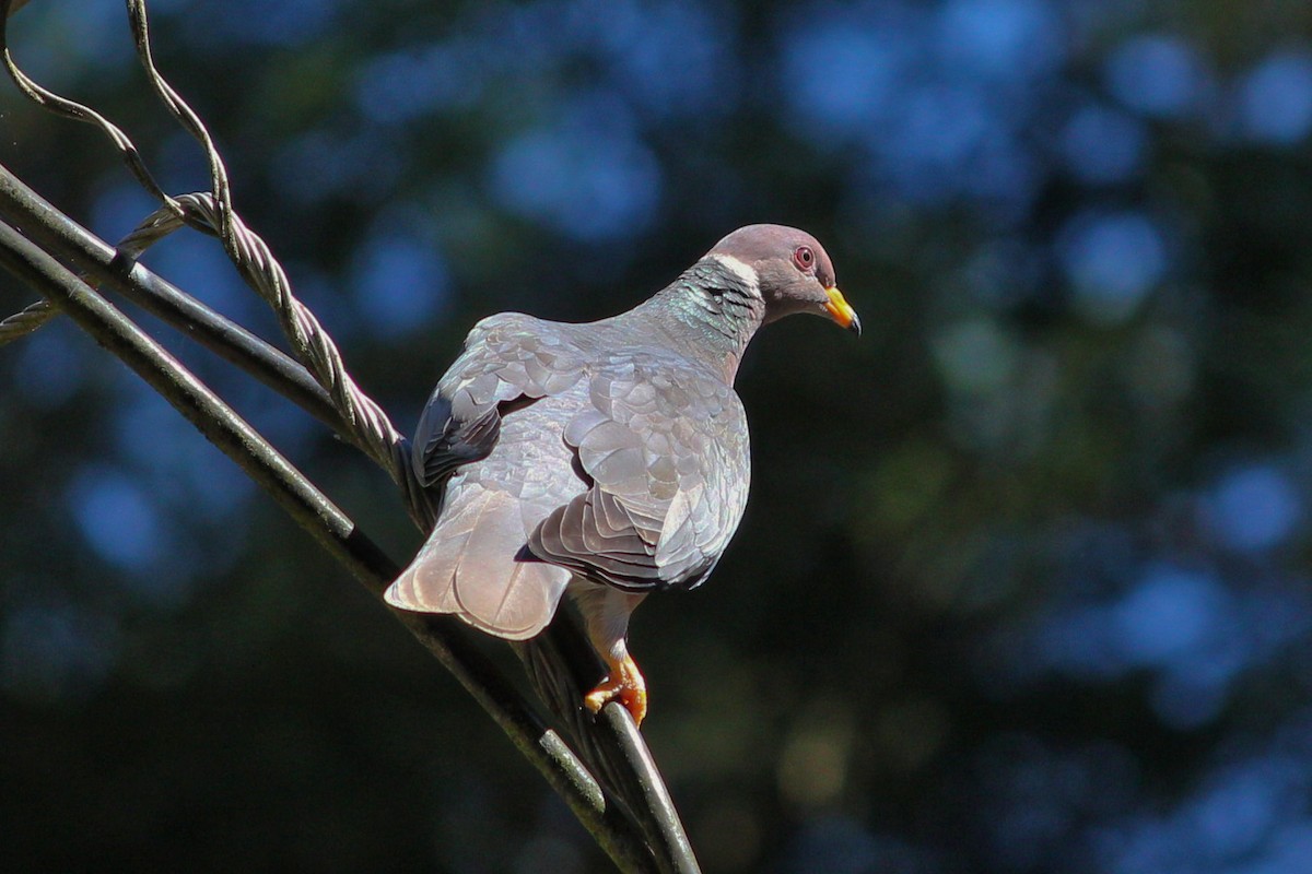 Band-tailed Pigeon - ML246778861