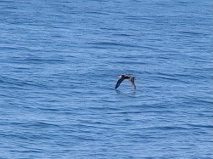 Albatros à queue courte - ML246782571