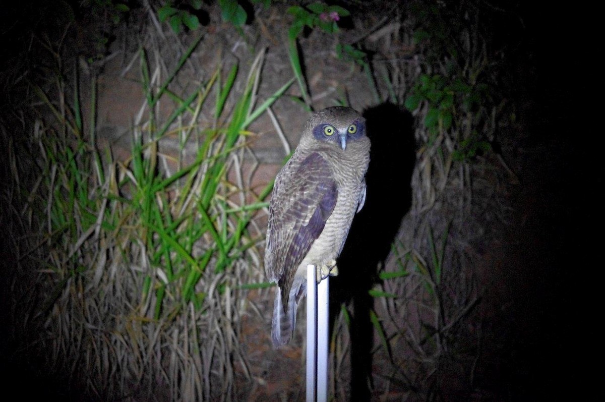 Rufous Owl - ML24678521