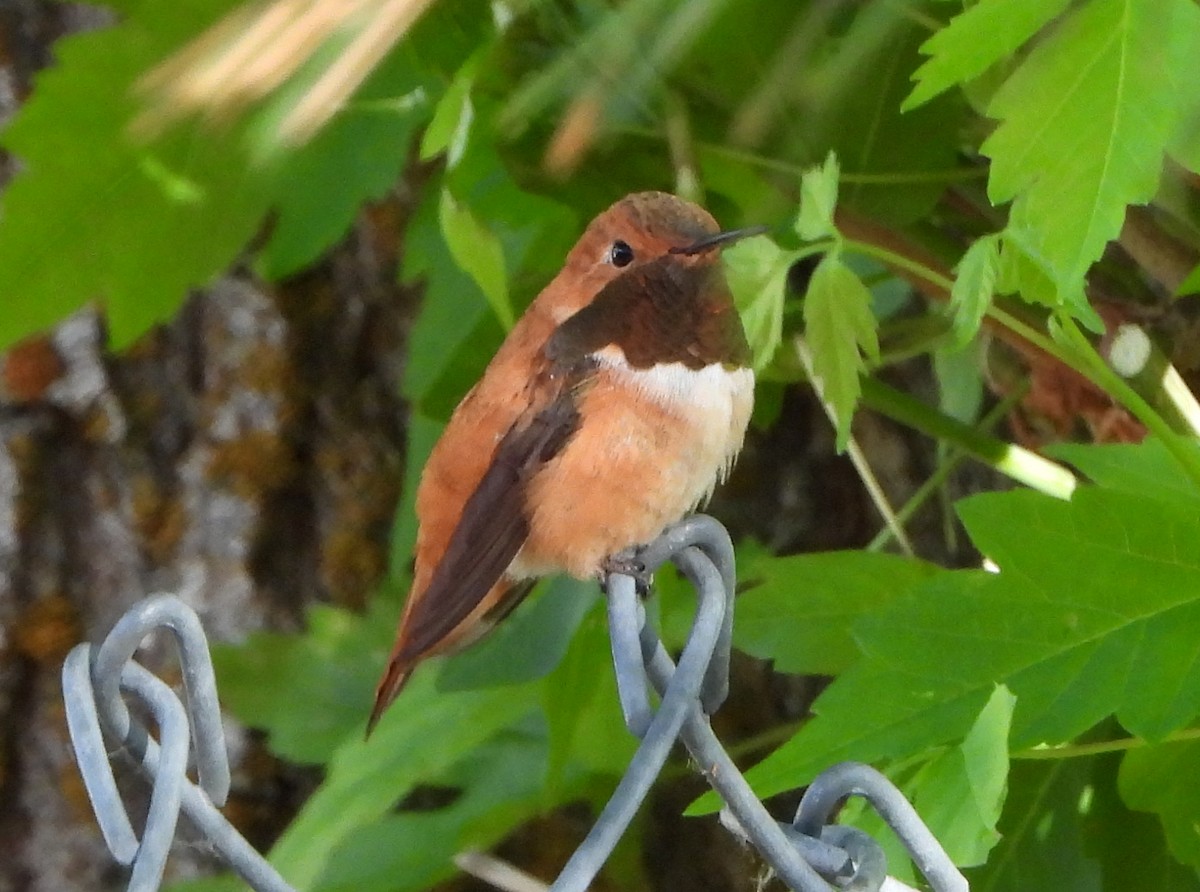 Rufous Hummingbird - Lauri Taylor
