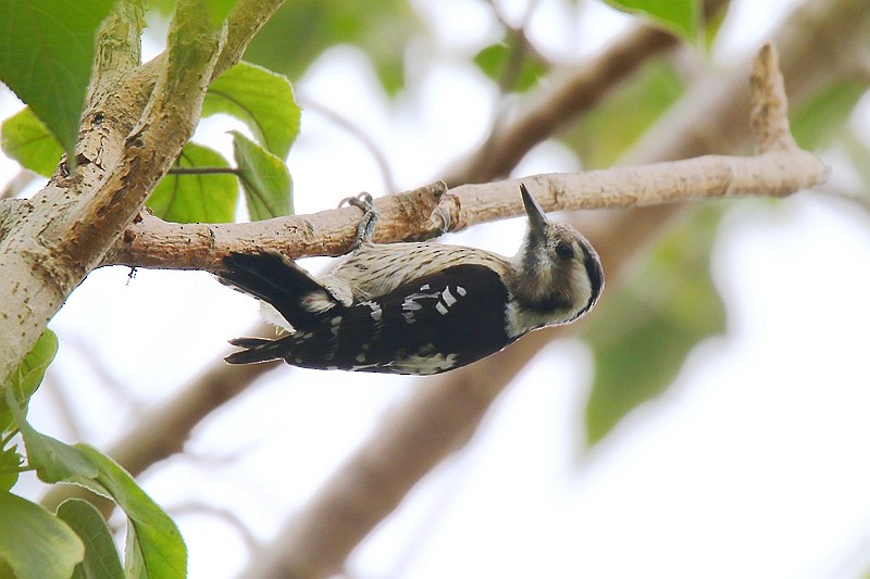 Gray-capped Pygmy Woodpecker - ML24678881